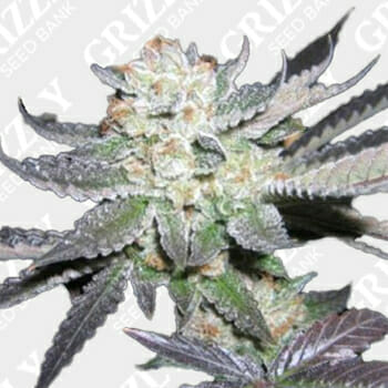 Purple Punch Marijuana Seeds Grizzly Seed Bank Coupon Code