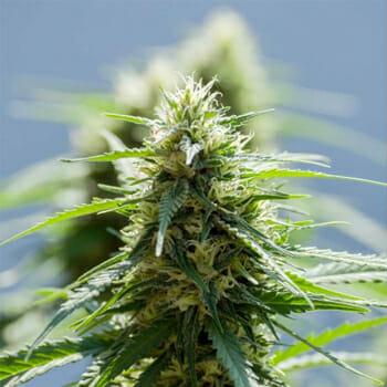Afghan Outdoor Marijuana Seeds High Supplies Discount