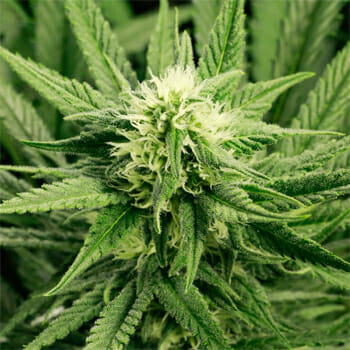 Early Bud Marijuana Seeds High Supplies Discount