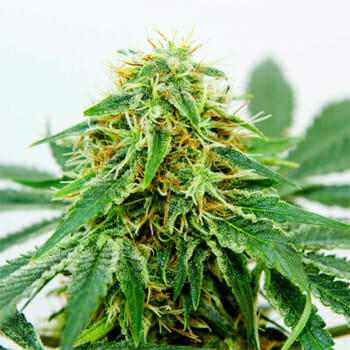 Northern Light X Shiva Marijuana Seeds High Supplies Discount