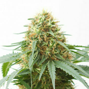 Northern Light Marijuana Seeds High Supplies Discount