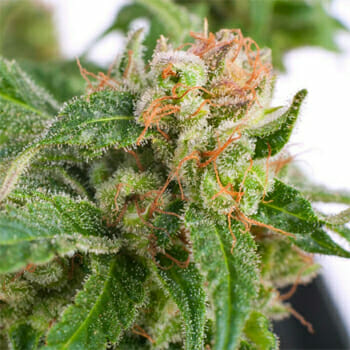 Original Highway Delight Marijuana Seeds High Supplies Discount