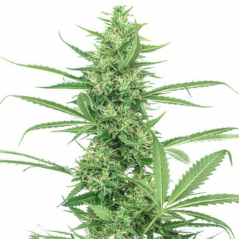 Purple Power Plant Marijuana Seeds High Supplies Discount