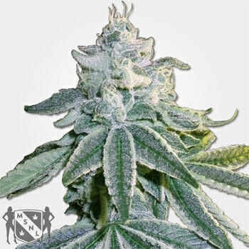 Auto OG Kush Marijuana Seeds MSNL Discount