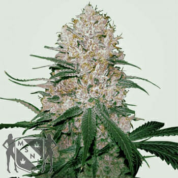 Blue OG Marijuana Seeds MSNL Discount