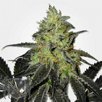 Blueberry Widow Marijuana Seeds MSNL Discount