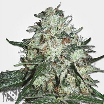 Cotton Candy Kush Marijuana Seeds MSNL Discount