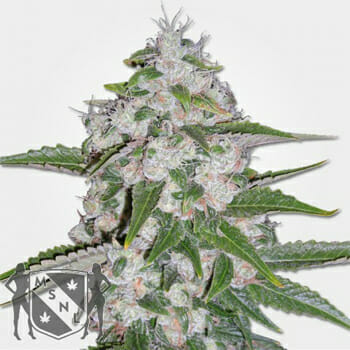 Mazar Marijuana Seeds MSNL Discount