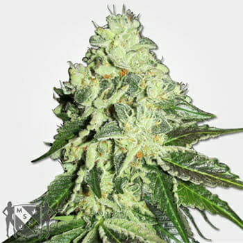 Nitro Lemon Haze Marijuana Seeds MSNL Discount