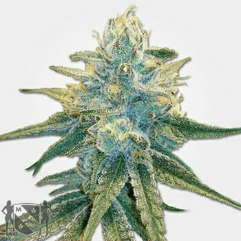 SIlver Haze Marijuana Seeds MSNL Discount