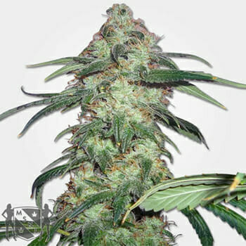 Super Silver Haze Marijuana Seeds MSNL Discount