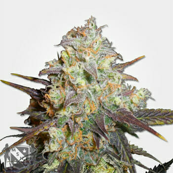 Chocolope Feminized Marijuana Seeds MSNL Discount