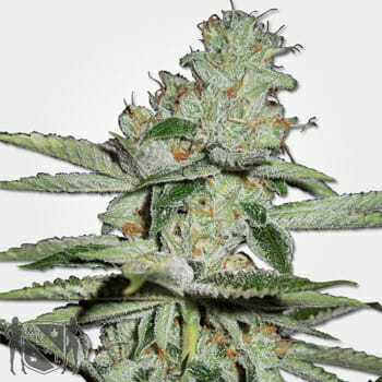 Pineapple Kush Autofem Marijuana Seeds MSNL Discount Promo