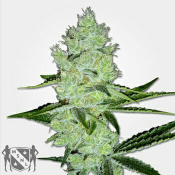 Jack Herer Regular Marijuana Seeds MSNL Promo Sale Discount
