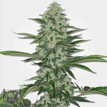 THC Bomb Regular Marijuana Seeds MSNL Promo Discount