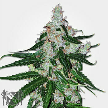 White LSD Autfem Marijuana Seeds MSNL Discount Promo