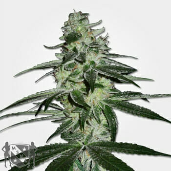G13 Haze Regular Marijuana Seeds MSNL Discount Sale
