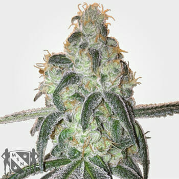 Girl Scout Cookies Feminized Marijuana Seeds MSNL Discount Promo