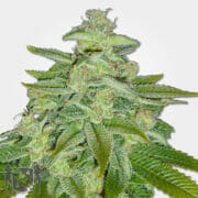 Pineapple Kush Feminized Marijuana Seeds MSNL Discount Promo Sale
