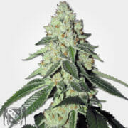 THC Snow Regular Marijuana Seeds MSNL Discount Promo Sale