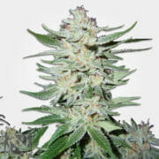 White Rhino Regular Marijuana Seeds MSNL Discount Promo Sale