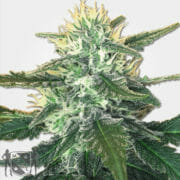 White Widow Max Feminized Marijuana Seeds MSNL Discount Promo Sale