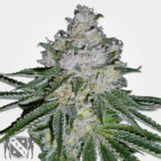 White Widow Skunk Marijuana Seeds MSNL Discount Promo Sale