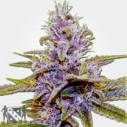 Blue Dream Autofem Cannabis Seeds MSNL Discount Sale