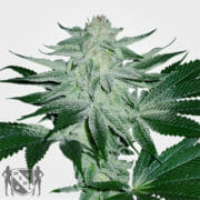 Matanuska Thunder Feminized Cannabis Seeds MSNL Discount