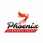 Phoenix Cannabis Seeds Discount Sale