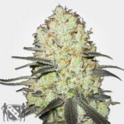 Strawberry Cough Feminized Marijuana Seeds MSNL Promo Discount