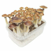 Magic Mushrooms High Mountain Compost Coupon Code