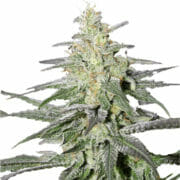 Super Silver Haze Marijuana Seeds ILGM Discount Promo Sale