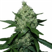 Super Skunk Marijuana Seeds ILGM Discount Promo Sale