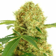 White Widow Marijuana Seeds ILGM Discount Promo Sale
