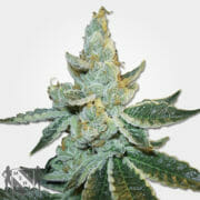 White Widow Max Autofem Marijuana Seeds MSNL Discount Sale