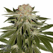 MSNL Stardawg Feminized Marijuana Seeds Discount Promo