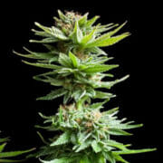 Amsterdam Seed Center Shining Silver Haze Feminised Marijuana Seeds Discount