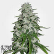 MSNL Blueberry Feminized Marijuana Seeds