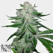 MSNL Gorilla Glue Feminized Marijuana Seeds
