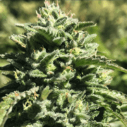 Witchy Wonder at Amsterdam Seed Center