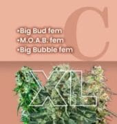 Big Buds Feminized Combo XL at Amsterdam Marijuana Seeds