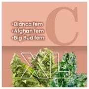Indica Feminized Combo XL at Amsterdam Marijuana Seeds