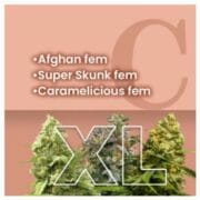 Easy Growing Feminized Combo XL at Amsterdam Marijuana Seeds