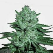 Zkittlez Fem Seeds at MSNL