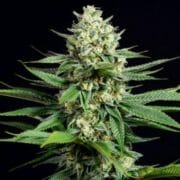 Kush CBD Feminized Seeds at Weed Seed Shop