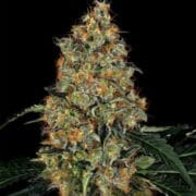 Nicole Bubba Kush Feminized Seeds at Weed Seed Shop