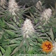 Bluberry Cheese at Amsterdam Seed Center