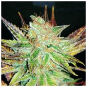 Prozack - Feminised - MedicalSeeds