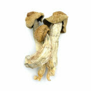 BudLyft Magic Mushrooms Coupon Code